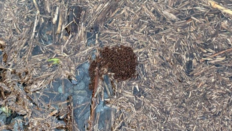 Queensland farmer captures rare video of invasive fire ants building 'large floating rafts' - video