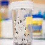 West Nile virus found in Marion County mosquitoes – Indianapolis News |  Indiana Weather |  Indiana traffic