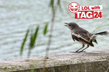 Joke of the day for June 20, 2024: Start funny